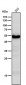 Anti-PAX6 Rabbit Monoclonal Antibody
